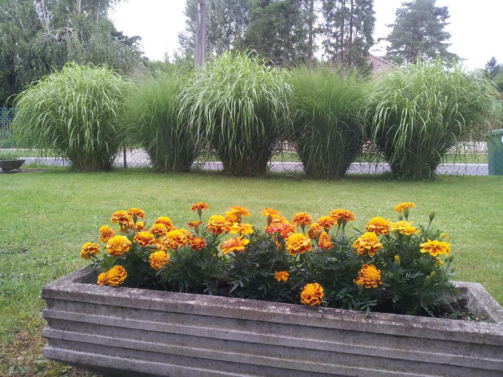 Homestay Hajas Familia Kiado Szobak Balatonmariafurdo